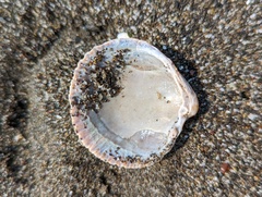 Clinocardium nuttallii