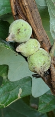Disholcaspis quercusmamma