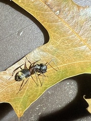 Camponotus chromaiodes