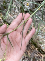 Penstemon stenophyllus