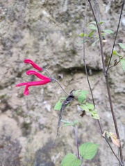 Salvia elegans