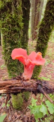 Guepinia helvelloides