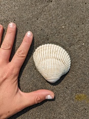 Clinocardium nuttallii