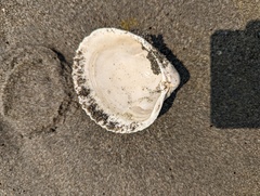 Clinocardium nuttallii