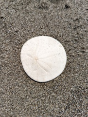 Dendraster excentricus