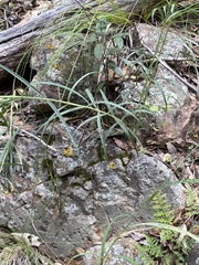 Penstemon stenophyllus