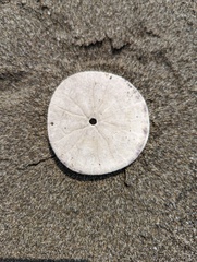 Dendraster excentricus