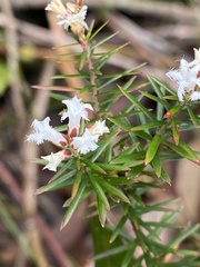 Acrothamnus melaleucoides