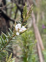 Acrothamnus melaleucoides