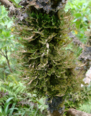 Pseudocyphellaria homalosticta