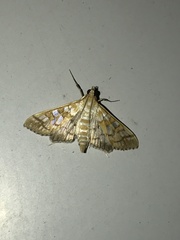 Epipagis fenestralis