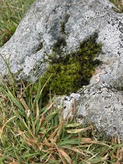 Racomitrium heterostichum