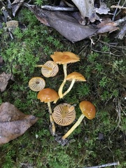 Gliophorus