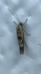 Scythris limbella