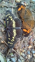 Gnathotriche exclamationis