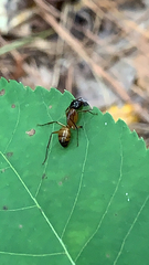 Camponotus americanus