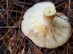 Lactarius vinaceorufescens