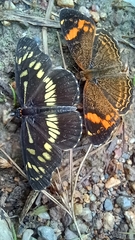 Gnathotriche exclamationis