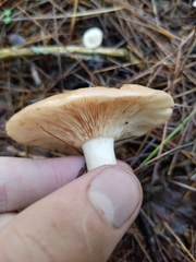 Lactarius vinaceorufescens