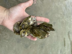 Crassostrea virginica