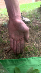 Diapheromera femorata