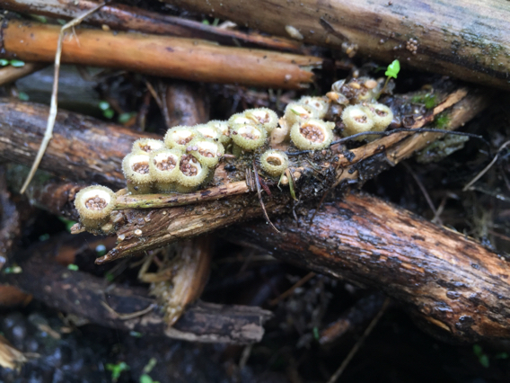 Nidula niveotomentosa image