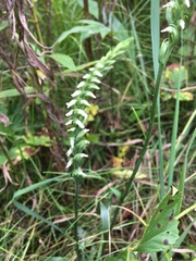 Spiranthes ovalis erostellata