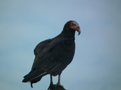 Cathartes burrovianus
