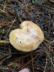 Lactarius vinaceorufescens