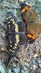 Gnathotriche exclamationis