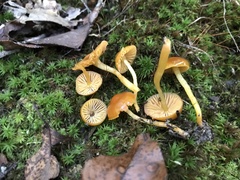 Gliophorus