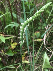 Spiranthes ovalis erostellata