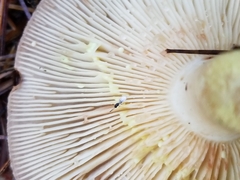 Lactarius vinaceorufescens