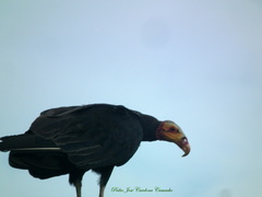 Cathartes burrovianus