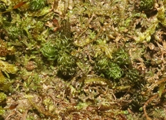 Tortella tortuosa