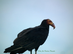 Cathartes burrovianus