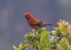 Himatione sanguinea