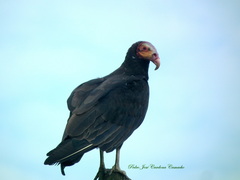 Cathartes burrovianus