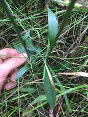 Spiranthes ovalis erostellata