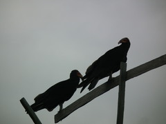 Cathartes burrovianus