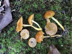 Gliophorus