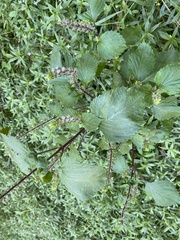 Perilla frutescens