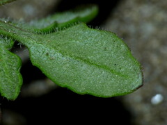 Senecio lautus