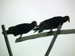 Cathartes burrovianus