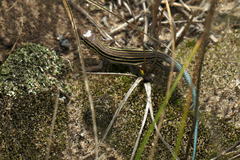 Aspidoscelis sexlineatus