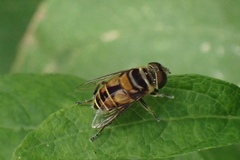 Palpada agrorum