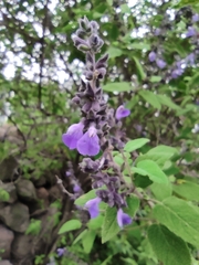 Salvia melissodora