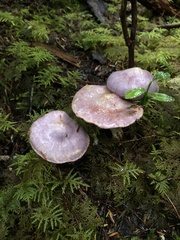 Cortinarius traganus