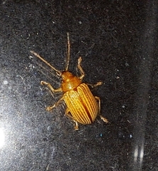 Colaspis