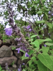 Salvia melissodora